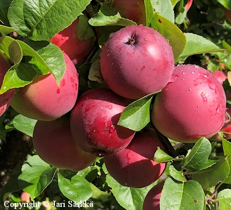 Malus domestica 'Pekka', tarhaomenapuu